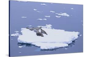 Crabeater Seals on Iceberg-DLILLC-Stretched Canvas