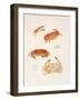 Crabs, 1986-Mary Clare Critchley-Salmonson-Framed Giclee Print