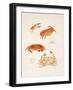 Crabs, 1986-Mary Clare Critchley-Salmonson-Framed Giclee Print