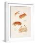 Crabs, 1986-Mary Clare Critchley-Salmonson-Framed Giclee Print