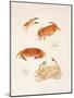 Crabs, 1986-Mary Clare Critchley-Salmonson-Mounted Giclee Print