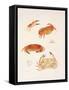 Crabs, 1986-Mary Clare Critchley-Salmonson-Framed Stretched Canvas