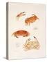 Crabs, 1986-Mary Clare Critchley-Salmonson-Stretched Canvas