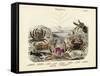 Crabs, C.1860-null-Framed Stretched Canvas