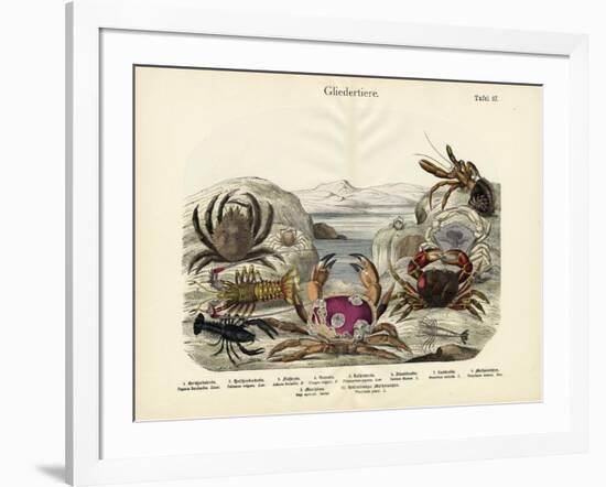 Crabs, C.1860-null-Framed Giclee Print