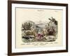 Crabs, C.1860-null-Framed Giclee Print