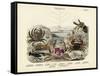 Crabs, C.1860-null-Framed Stretched Canvas