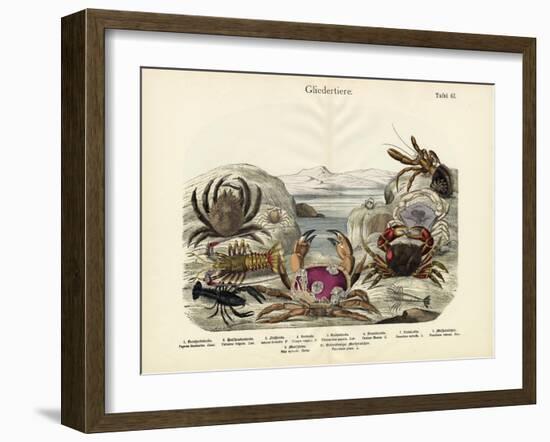 Crabs, C.1860-null-Framed Giclee Print