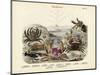 Crabs, C.1860-null-Mounted Giclee Print