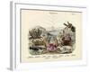 Crabs, C.1860-null-Framed Giclee Print