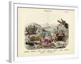 Crabs, C.1860-null-Framed Giclee Print