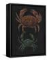 Crabs-Philip Henry Gosse-Framed Stretched Canvas