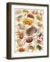 Crabs-English School-Framed Giclee Print