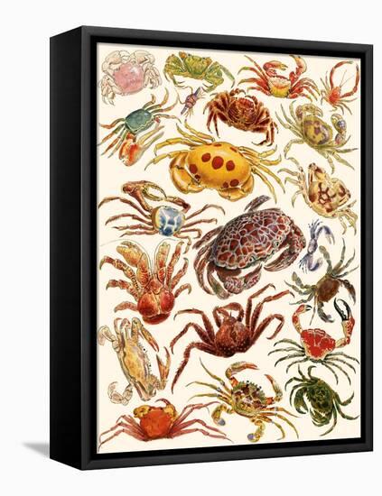 Crabs-English School-Framed Stretched Canvas