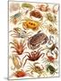 Crabs-English School-Mounted Giclee Print