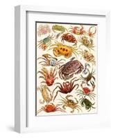 Crabs-English School-Framed Giclee Print