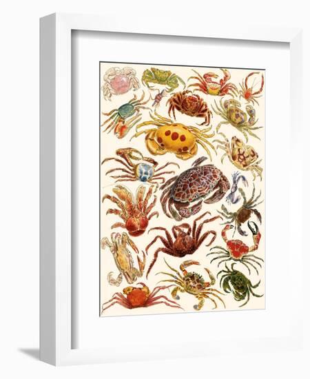 Crabs-English School-Framed Giclee Print