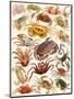 Crabs-English School-Mounted Giclee Print