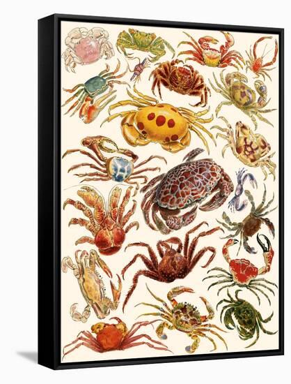 Crabs-English School-Framed Stretched Canvas