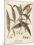 Crack Willow or Brittle Willow, Salix Fragilis. , 1776 (Engraving)-Johann Sebastien Muller-Mounted Giclee Print