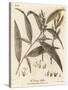 Crack Willow or Brittle Willow, Salix Fragilis. , 1776 (Engraving)-Johann Sebastien Muller-Stretched Canvas