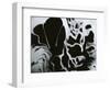 Cracked Glass, California, 1954-Brett Weston-Framed Photographic Print