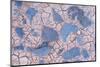 Cracked mud and blue stones, Fuerteventura, Canary Islands-Edwin Giesbers-Mounted Photographic Print