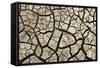 Cracked Mud in Dry River Bed During Summer. Surrey, UK-Alex Hyde-Framed Stretched Canvas