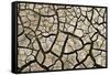 Cracked Mud in Dry River Bed During Summer. Surrey, UK-Alex Hyde-Framed Stretched Canvas