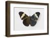 Cracker Butterfly or the Arinome Cracker, Comparison of Wings-Darrell Gulin-Framed Photographic Print