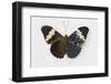 Cracker Butterfly or the Arinome Cracker, Comparison of Wings-Darrell Gulin-Framed Photographic Print