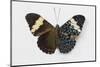 Cracker Butterfly or the Arinome Cracker, Comparison of Wings-Darrell Gulin-Mounted Photographic Print