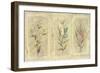 Crackle Sprigs II-Paul Hargittai-Framed Art Print