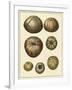 Crackled Antique Shells III-Denis Diderot-Framed Art Print