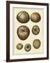 Crackled Antique Shells III-Denis Diderot-Framed Art Print