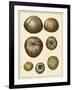 Crackled Antique Shells III-Denis Diderot-Framed Art Print