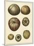 Crackled Antique Shells III-Denis Diderot-Mounted Art Print