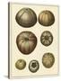 Crackled Antique Shells III-Denis Diderot-Stretched Canvas