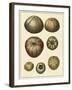 Crackled Antique Shells III-Denis Diderot-Framed Art Print