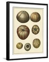 Crackled Antique Shells III-Denis Diderot-Framed Art Print