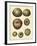 Crackled Antique Shells III-Denis Diderot-Framed Art Print