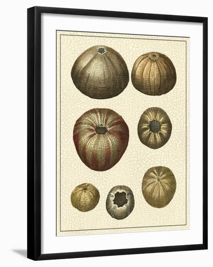 Crackled Antique Shells III-Denis Diderot-Framed Art Print