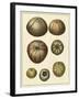 Crackled Antique Shells III-Denis Diderot-Framed Art Print