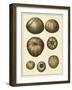 Crackled Antique Shells III-Denis Diderot-Framed Art Print