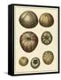 Crackled Antique Shells III-Denis Diderot-Framed Stretched Canvas