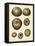 Crackled Antique Shells III-Denis Diderot-Framed Stretched Canvas