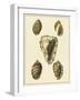 Crackled Antique Shells IV-Denis Diderot-Framed Art Print