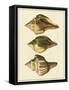 Crackled Antique Shells VI-Denis Diderot-Framed Stretched Canvas