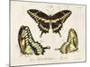 Crackled Butterflies I-Vision Studio-Mounted Art Print