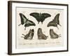 Crackled Butterflies II-Vision Studio-Framed Art Print